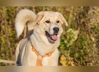 Intelligente und menschenbezogene Kaia ❤️ sucht ein eigenes Zuhause