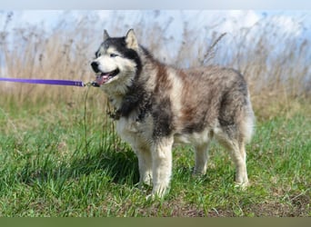 Nord ❤️ ein liebevoller Senior auf der Suche nach seinem Glück
