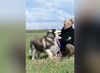 Nord ❤️ ein liebevoller Senior auf der Suche nach seinem Glück