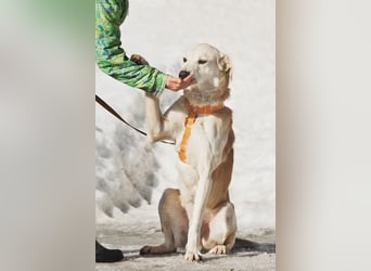 Großer Hund mit großem Herz sucht seine Chance