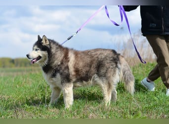 Nord ❤️ ein liebevoller Senior auf der Suche nach seinem Glück