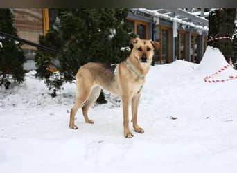 Freundliche Tuchka ❤️ sucht ein ruhigeres Zuhause