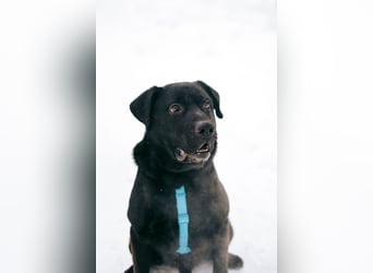 Rash ❤️ Kraftpaket mit großem Herzen sucht aktive Menschen