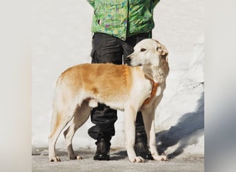 Großer Hund mit großem Herz sucht seine Chance