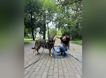Pupsik ❤️ Sanfter Riese sucht sein Für-immer-Zuhause