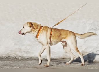 Großer Hund mit großem Herz sucht seine Chance