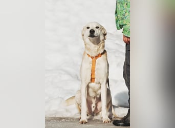 Großer Hund mit großem Herz sucht seine Chance