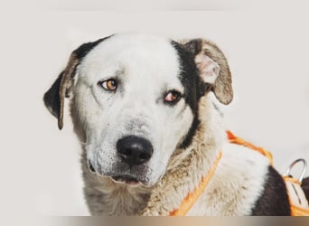 Liebenswerter Pluto ❤️ sucht sein Zuhause