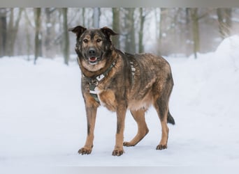 Pupsik ❤️ Sanfter Riese sucht sein Für-immer-Zuhause