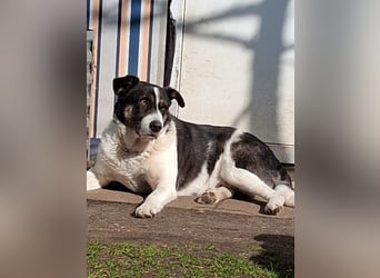 Rich ❤️ ein sanfter Riese, der endlich ankommen möchte