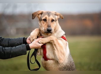 Freundliche Tuchka ❤️ sucht ein ruhigeres Zuhause