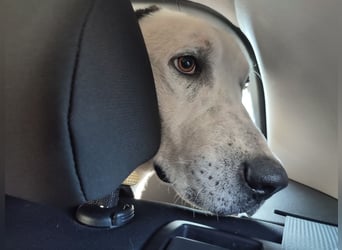 Liebenswerter Pluto ❤️ sucht sein Zuhause