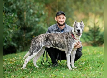 Großer Tierschutzrüde Morris ❤️ (in Aitrang) sucht freundliches Zuhause