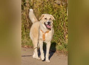 Intelligente und menschenbezogene Kaia ❤️ sucht ein eigenes Zuhause