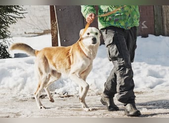 Großer Hund mit großem Herz sucht seine Chance
