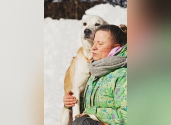 Großer Hund mit großem Herz sucht seine Chance