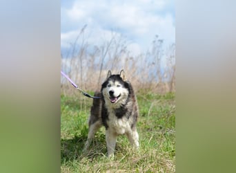 Nord ❤️ ein liebevoller Senior auf der Suche nach seinem Glück