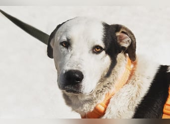 Liebenswerter Pluto ❤️ sucht sein Zuhause