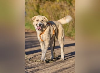 Intelligente und menschenbezogene Kaia ❤️ sucht ein eigenes Zuhause