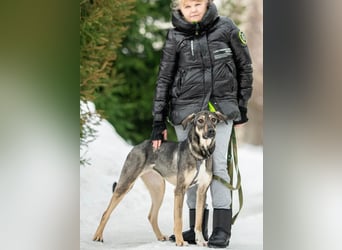MARTA ❤️ sie wartet immer noch auf ihren Menschen