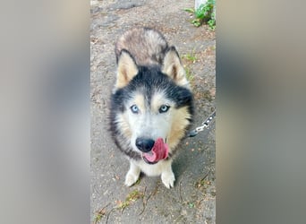 Nord ❤️ ein liebevoller Senior auf der Suche nach seinem Glück