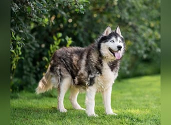 Nord ❤️ ein liebevoller Senior auf der Suche nach seinem Glück