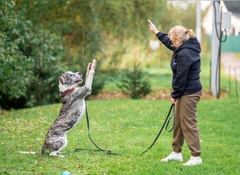 Großer Tierschutzrüde Morris ❤️ (in Aitrang) sucht freundliches Zuhause