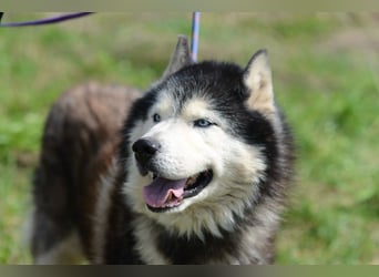 Nord ❤️ ein liebevoller Senior auf der Suche nach seinem Glück