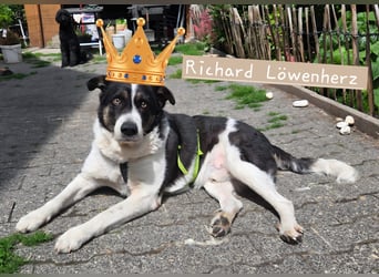 Rich ❤️ ein sanfter Riese, der endlich ankommen möchte