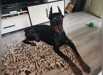 Bereit für echte Bindung, nicht für Oberflächlichkeiten, hier kommt Ron