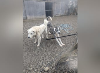 Großer Tierschutzrüde Morris ❤️ (in Aitrang) sucht freundliches Zuhause