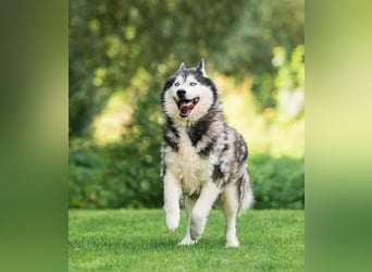 Nord ❤️ ein liebevoller Senior auf der Suche nach seinem Glück