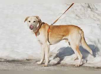 Großer Hund mit großem Herz sucht seine Chance