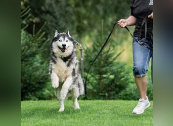 Nord ❤️ ein liebevoller Senior auf der Suche nach seinem Glück