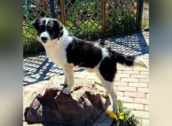 Hier kommt Rich ❤️ ein besonderer Blick der direkt ins Herz geht