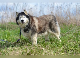 Nord ❤️ ein liebevoller Senior auf der Suche nach seinem Glück