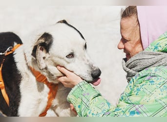 Liebenswerter Pluto ❤️ sucht sein Zuhause