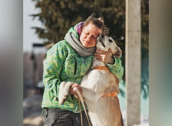 Großer Hund mit großem Herz sucht seine Chance