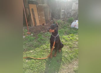 Bereit für echte Bindung, nicht für Oberflächlichkeiten, hier kommt Ron