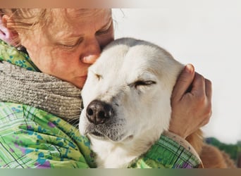 Großer Hund mit großem Herz sucht seine Chance