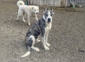 Großer Tierschutzrüde Morris ❤️ (in Aitrang) sucht freundliches Zuhause