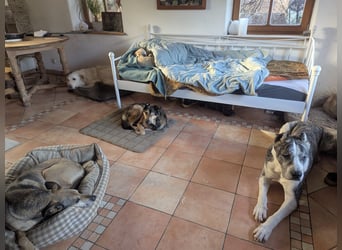 Großer Tierschutzrüde Morris ❤️ (in Aitrang) sucht freundliches Zuhause