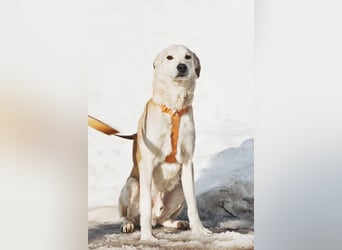 Großer Hund mit großem Herz sucht seine Chance