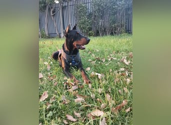 Bereit für echte Bindung, nicht für Oberflächlichkeiten, hier kommt Ron