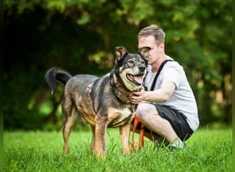 Souveräner Rüde Borman ❤️ mit ruhigem Wesen sucht erfahrenes Zuhause