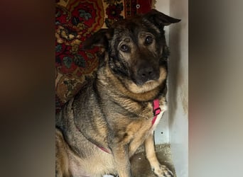 Pupsik ❤️ Sanfter Riese sucht sein Für-immer-Zuhause