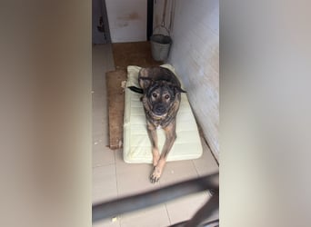 Pupsik ❤️ Sanfter Riese sucht sein Für-immer-Zuhause