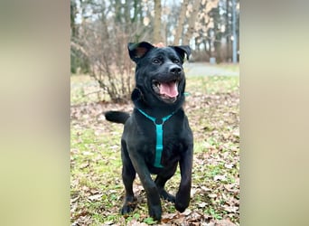 Rash ❤️ Kraftpaket mit großem Herzen sucht aktive Menschen