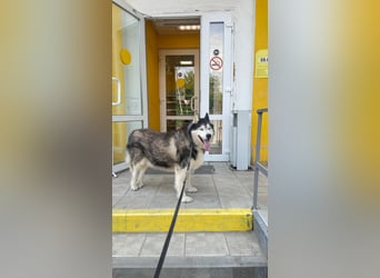 Nord ❤️ ein liebevoller Senior auf der Suche nach seinem Glück