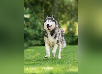 Nord ❤️ ein liebevoller Senior auf der Suche nach seinem Glück